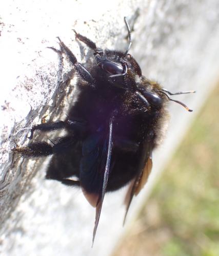 Réf. 281 562 : Xylocopa violacea